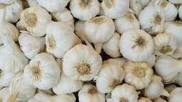 Lassan Jumbo (Garlic, Tellagaddalu) 