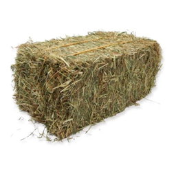 Animal feed