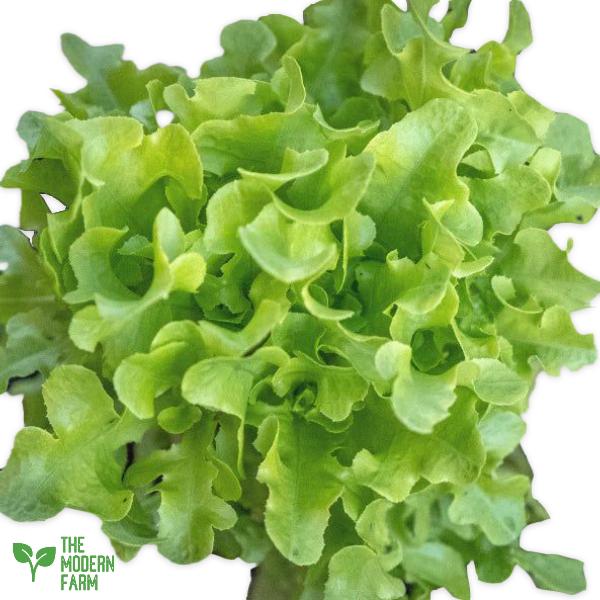 Green Oakleaf