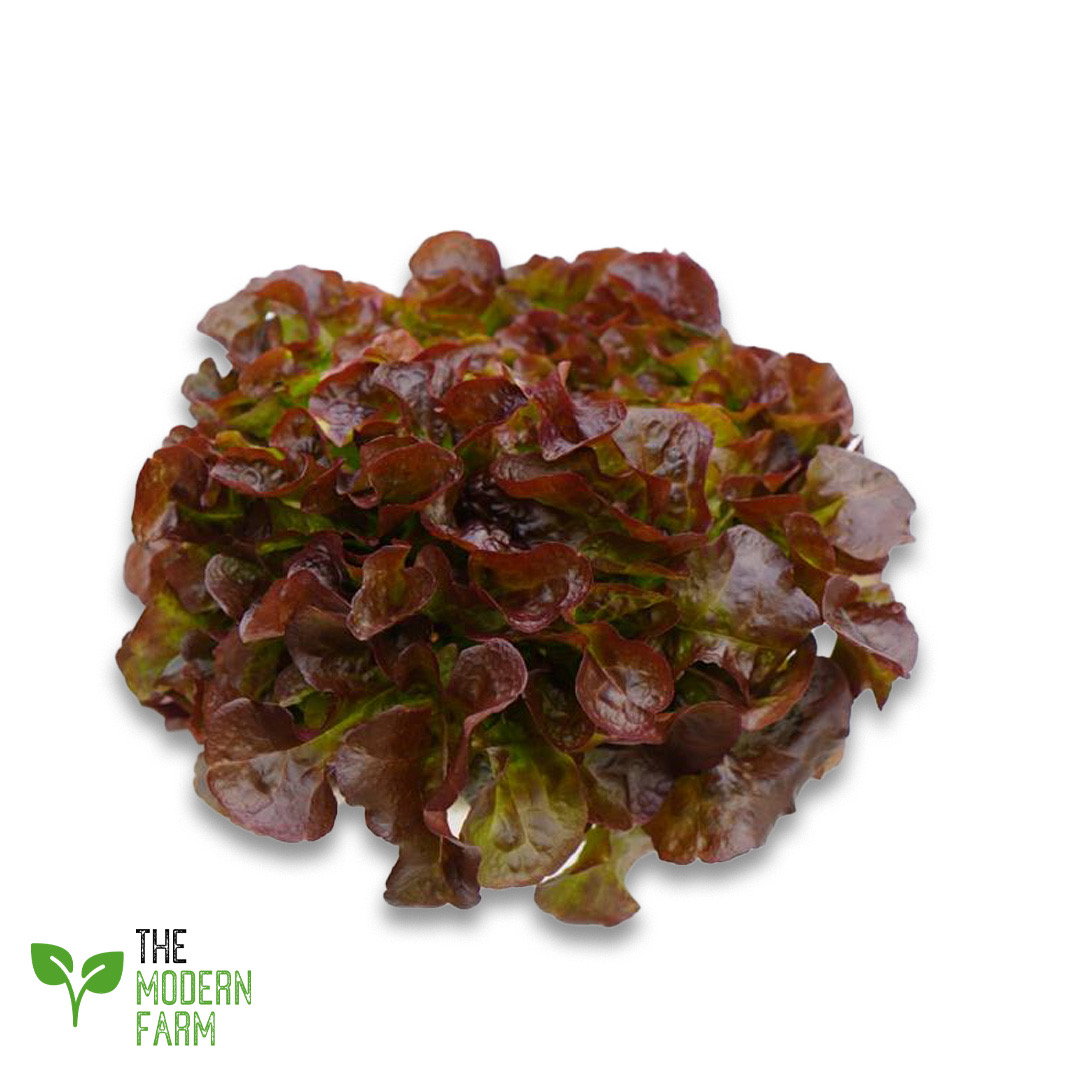 Red Oakleaf