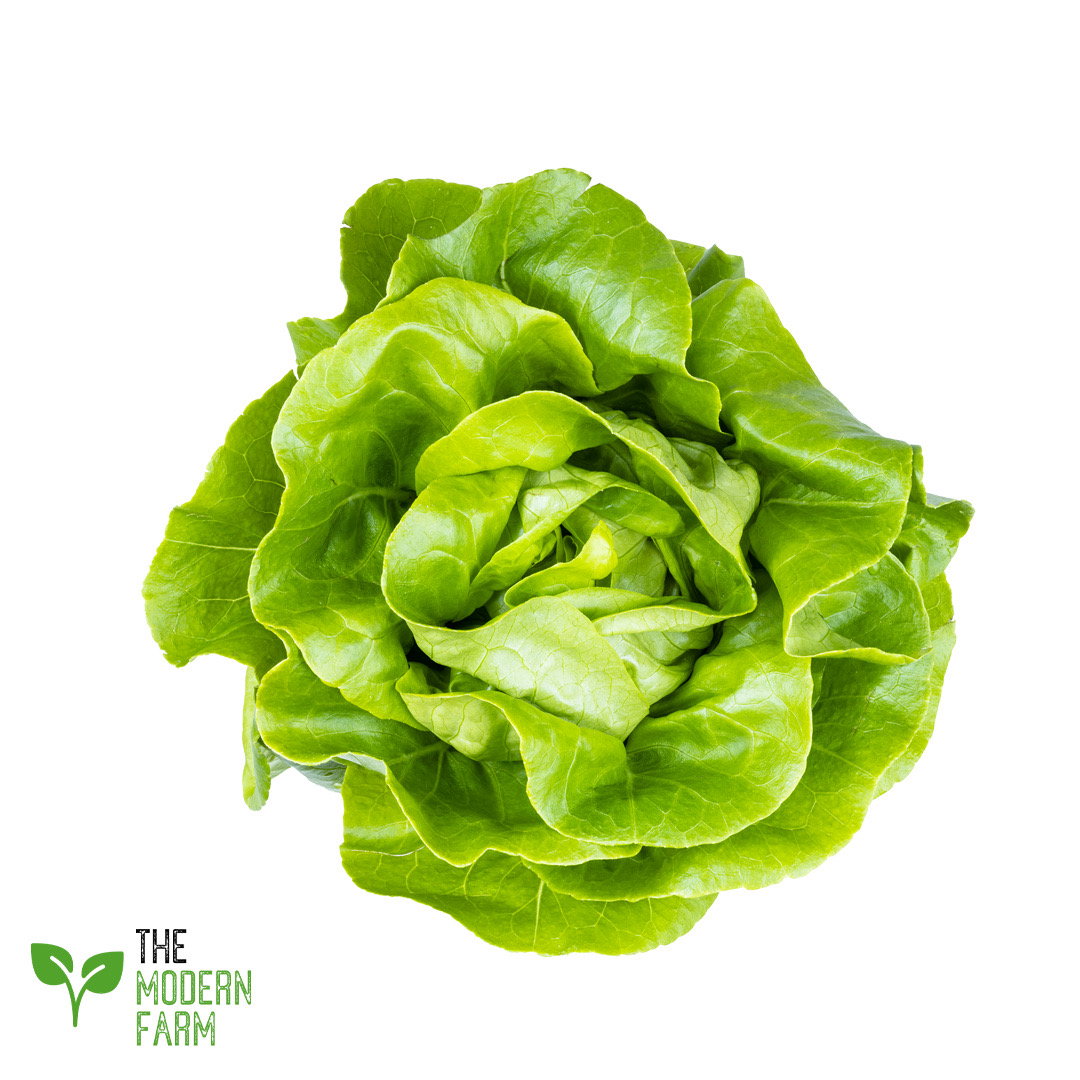 Green Butterhead