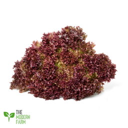 Red Lollo Rosso