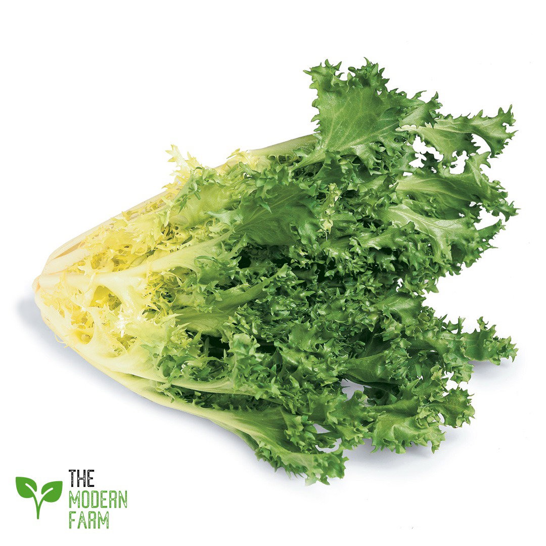 Curly Endive (Frisée)_1