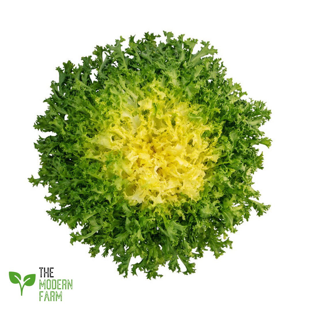 Curly Endive (Frisée)