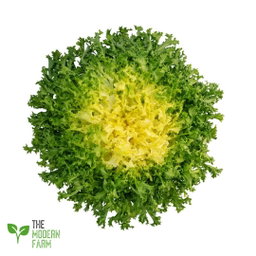 Curly Endive (Frisée)