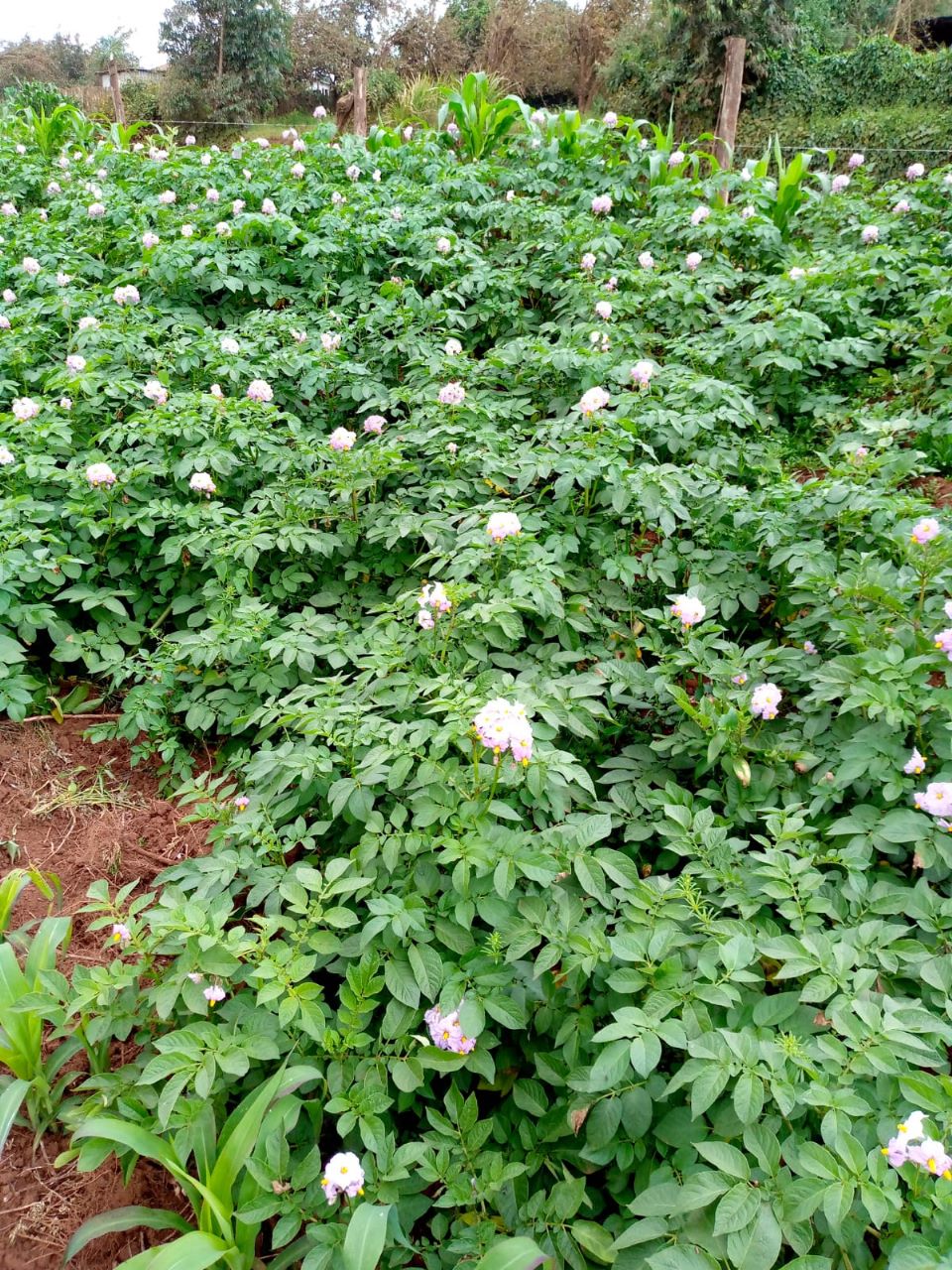 Biomaxx Mkulima Organic Foliar Fertilizer _3