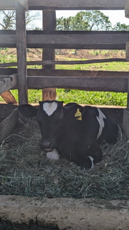 Dairy cattle