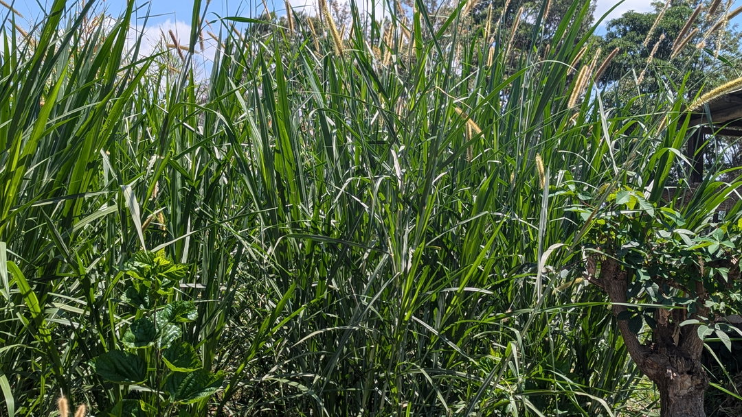 Super napier cuttings