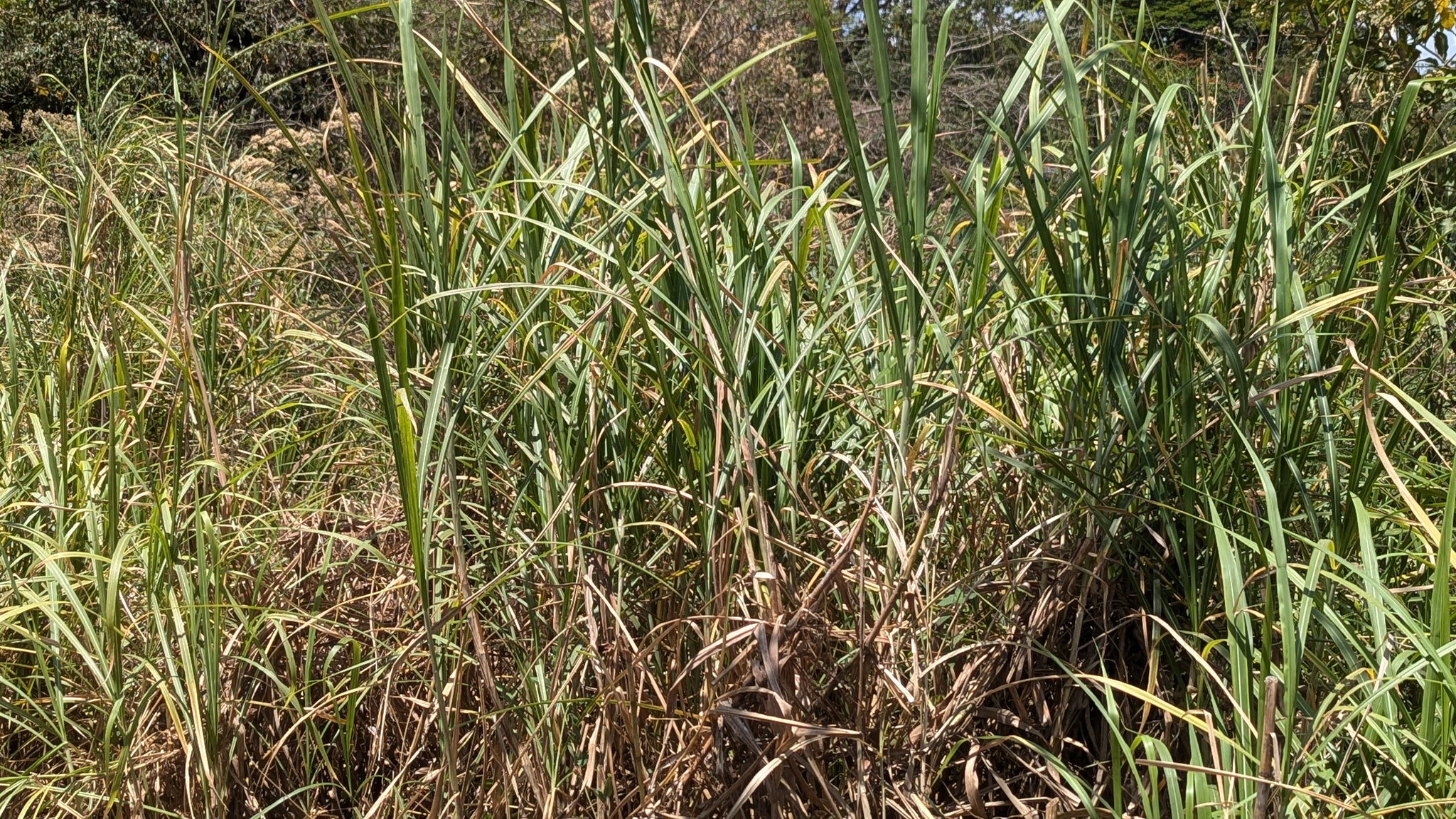 Elephant grass_0