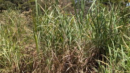 Elephant grass