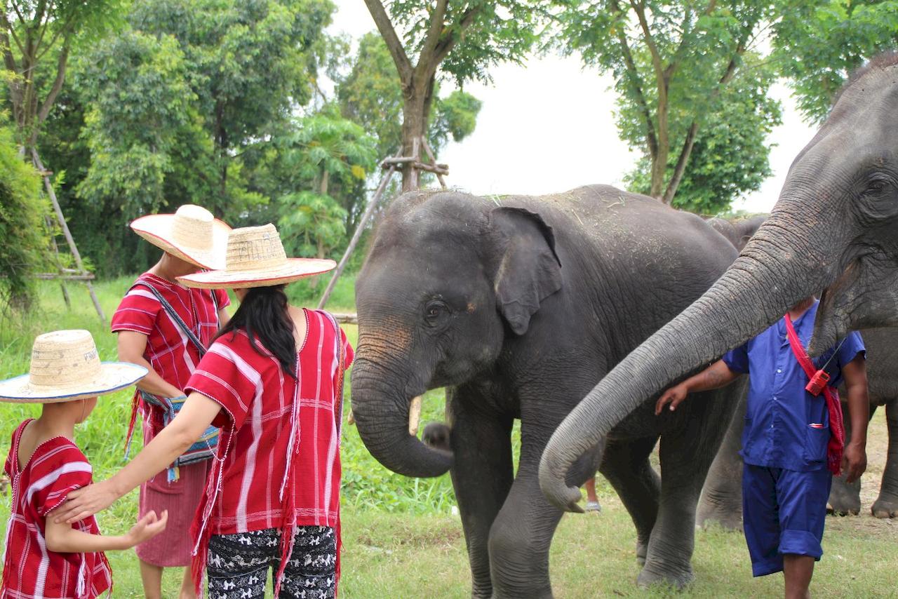 Half-day Bangkok Elephant Park 🐘 [adult]_0
