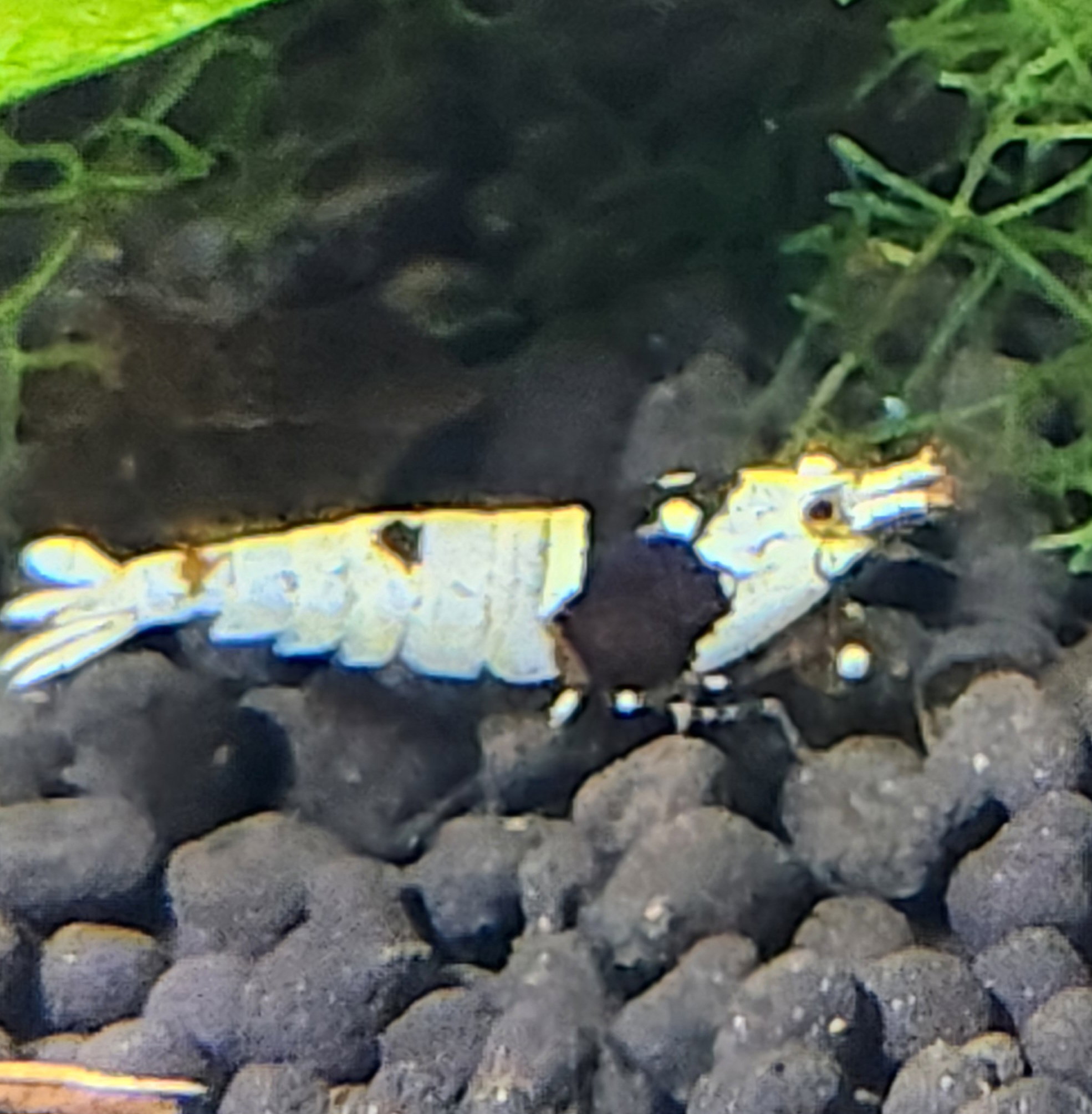 Crystal Black Shrimp_0
