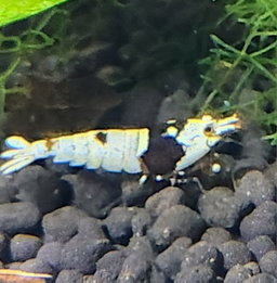Crystal Black Shrimp
