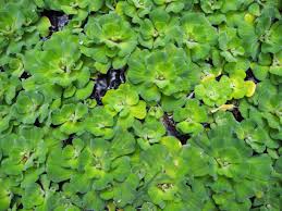 Water cabbage 