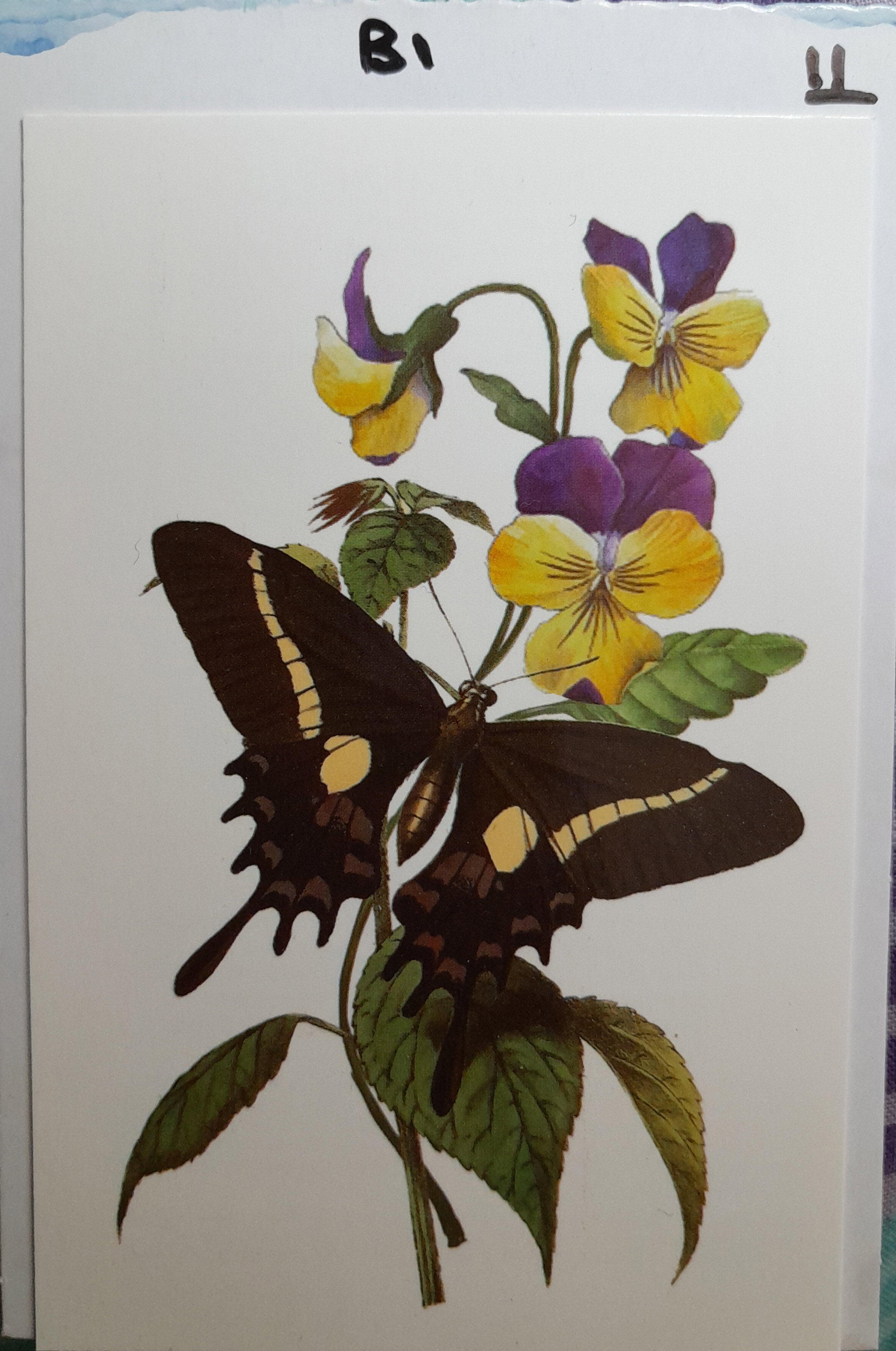 B1 - Black & Cream Butterfly_0