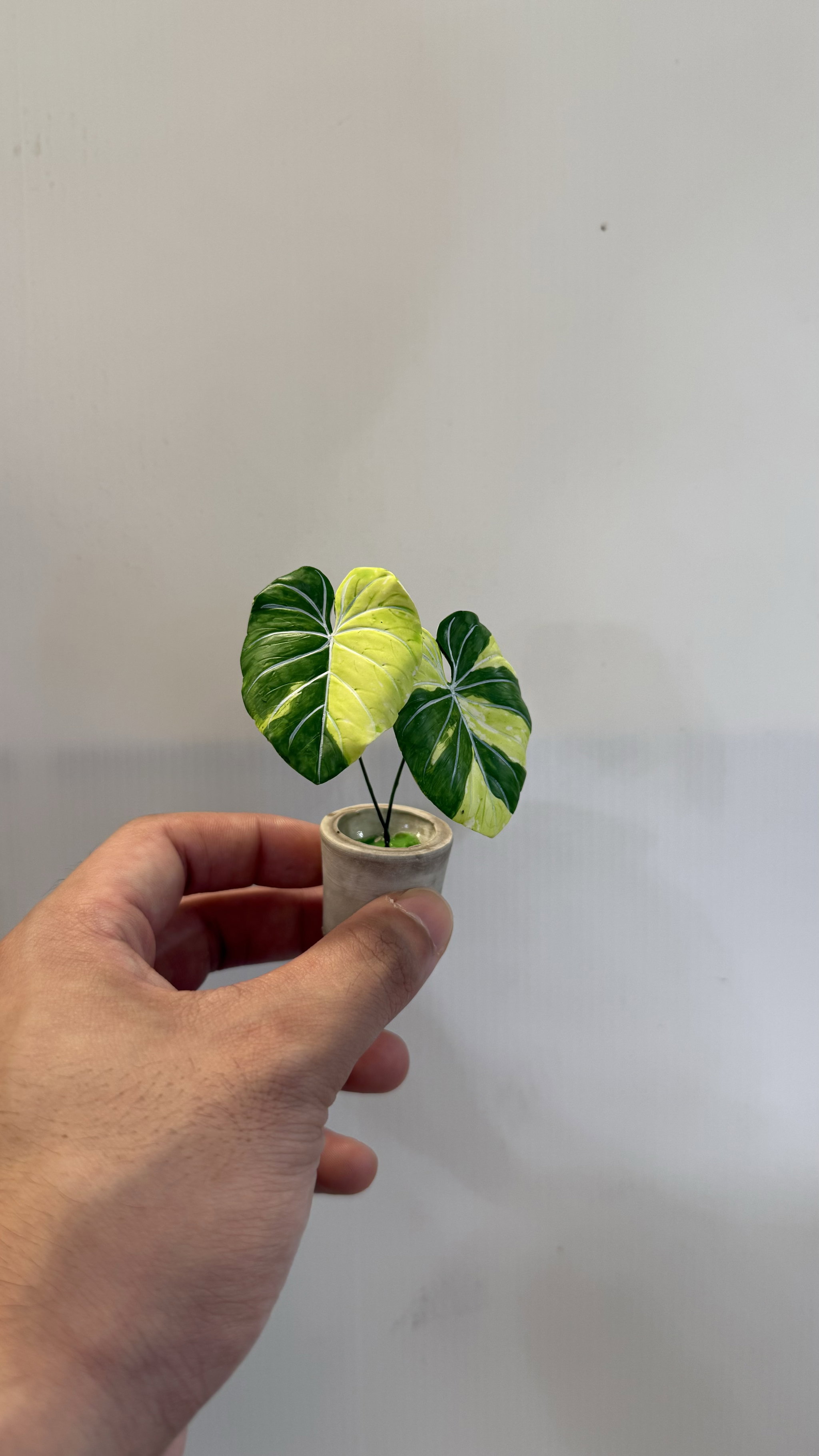 Philodendron Gloriosum Variegated_1