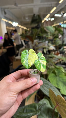 Philodendron Gloriosum Variegated