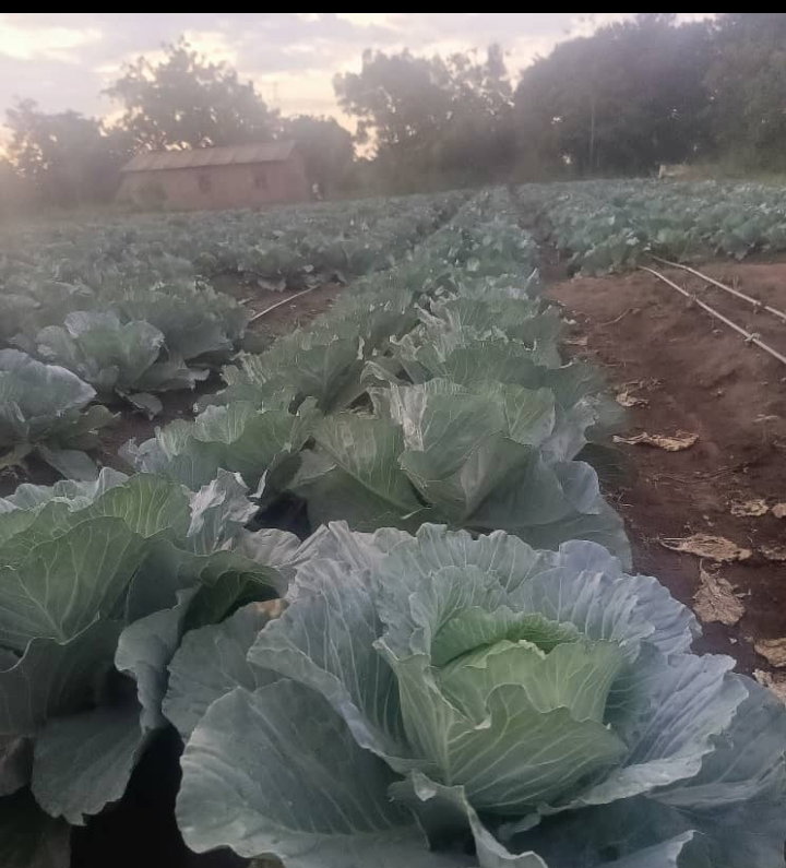 Cabbage_0