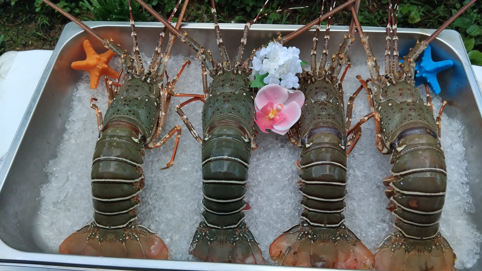 Frozen Lobster 冰冻龙虾_0