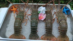 Frozen Seafood 冷冻海鲜