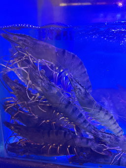 Tiger Prawn 18/23 1kg
