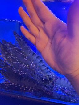 Tiger Prawn 18/23 1kg