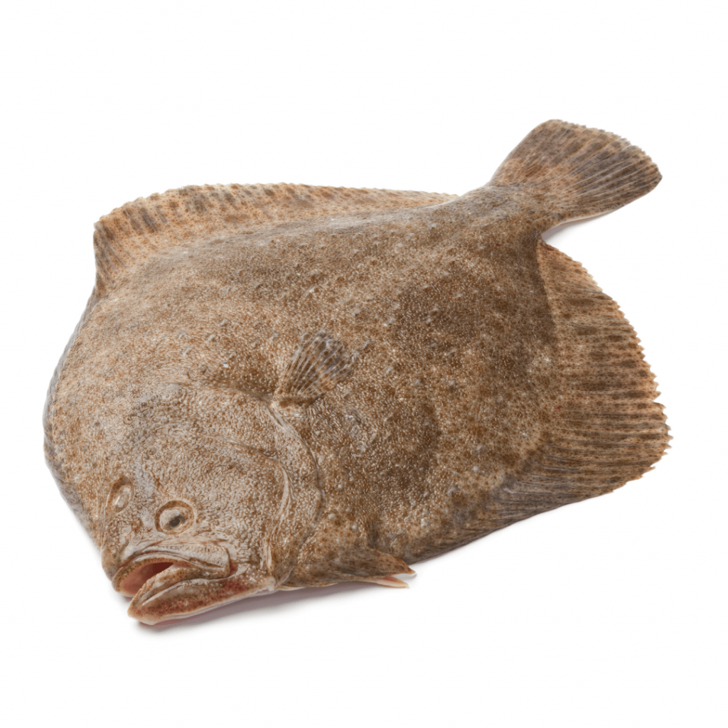 Live Turbot Fish 多宝鱼 700-1000g _0