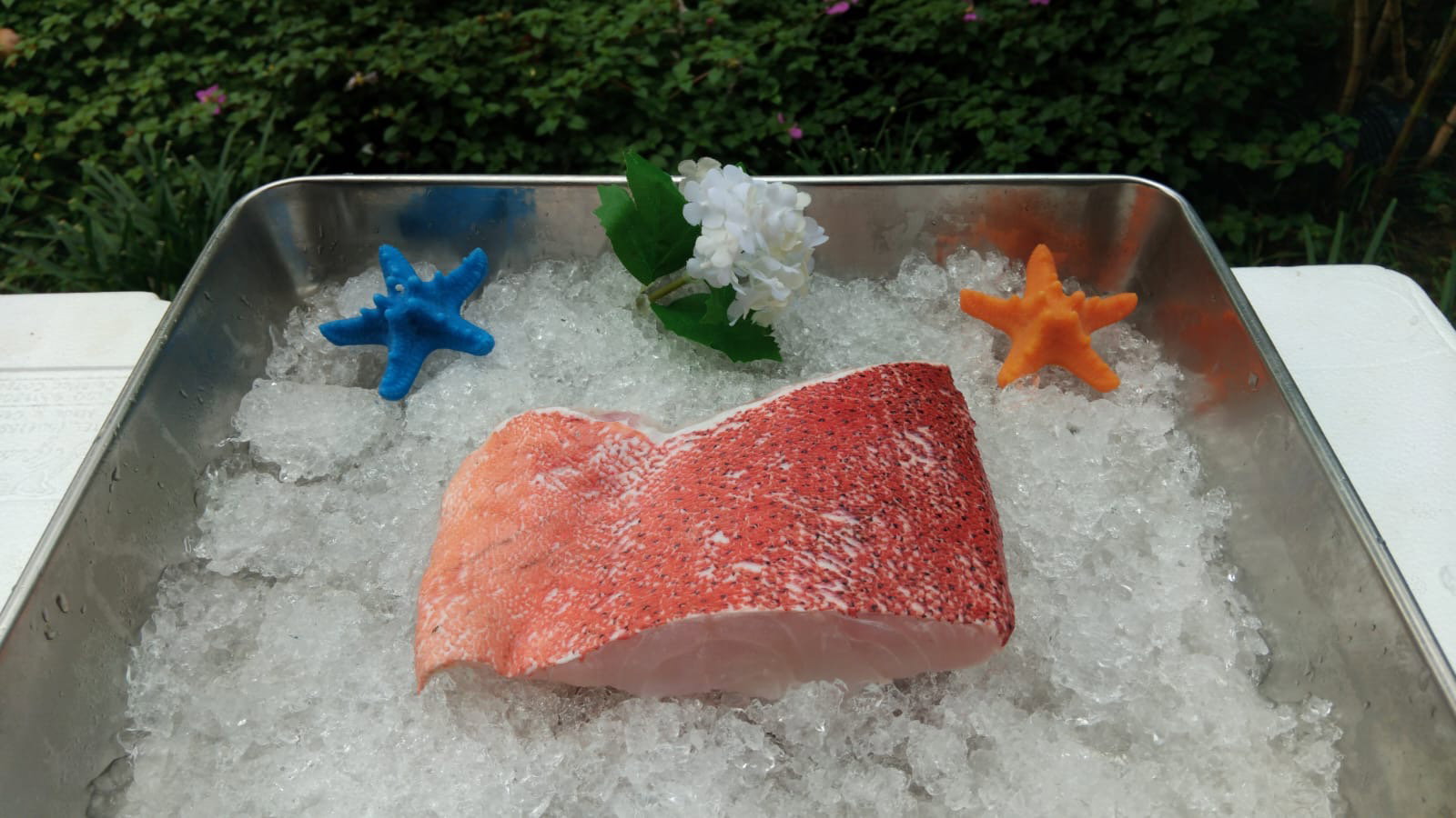  Coral Trout Meat 红斑鱼肉_1