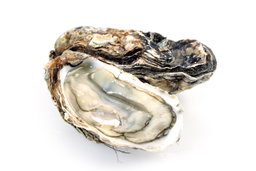 Live Oyster 活生蚝