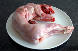 RABBIT 