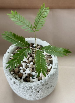 Plants