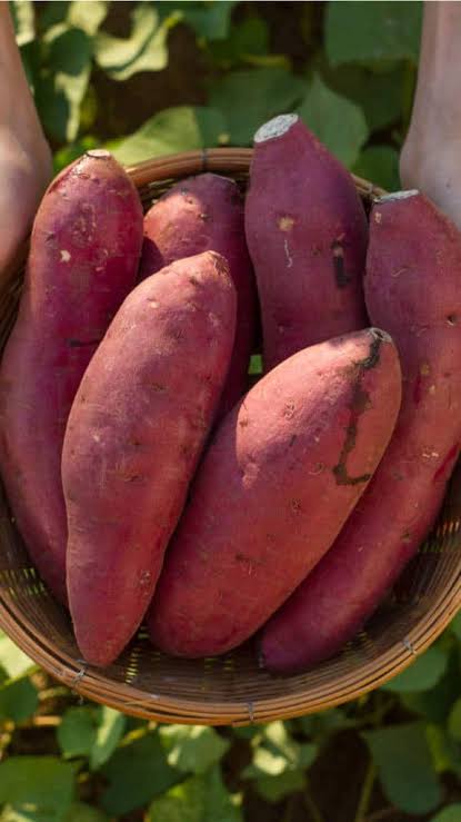 Sweet Patatoes _0