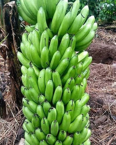 Banana Bukoba_0
