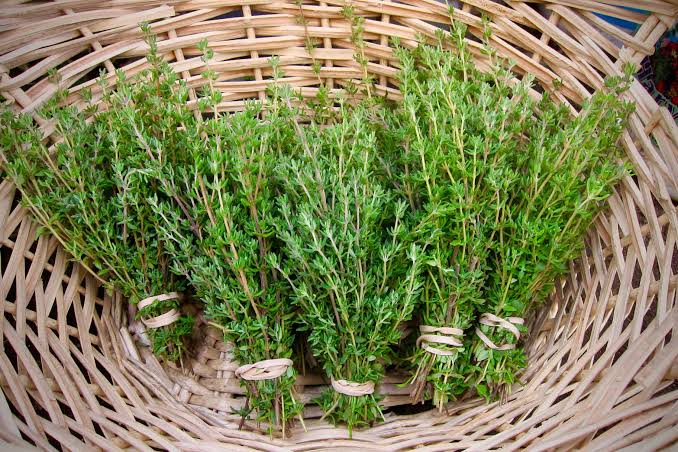 Thyme_0