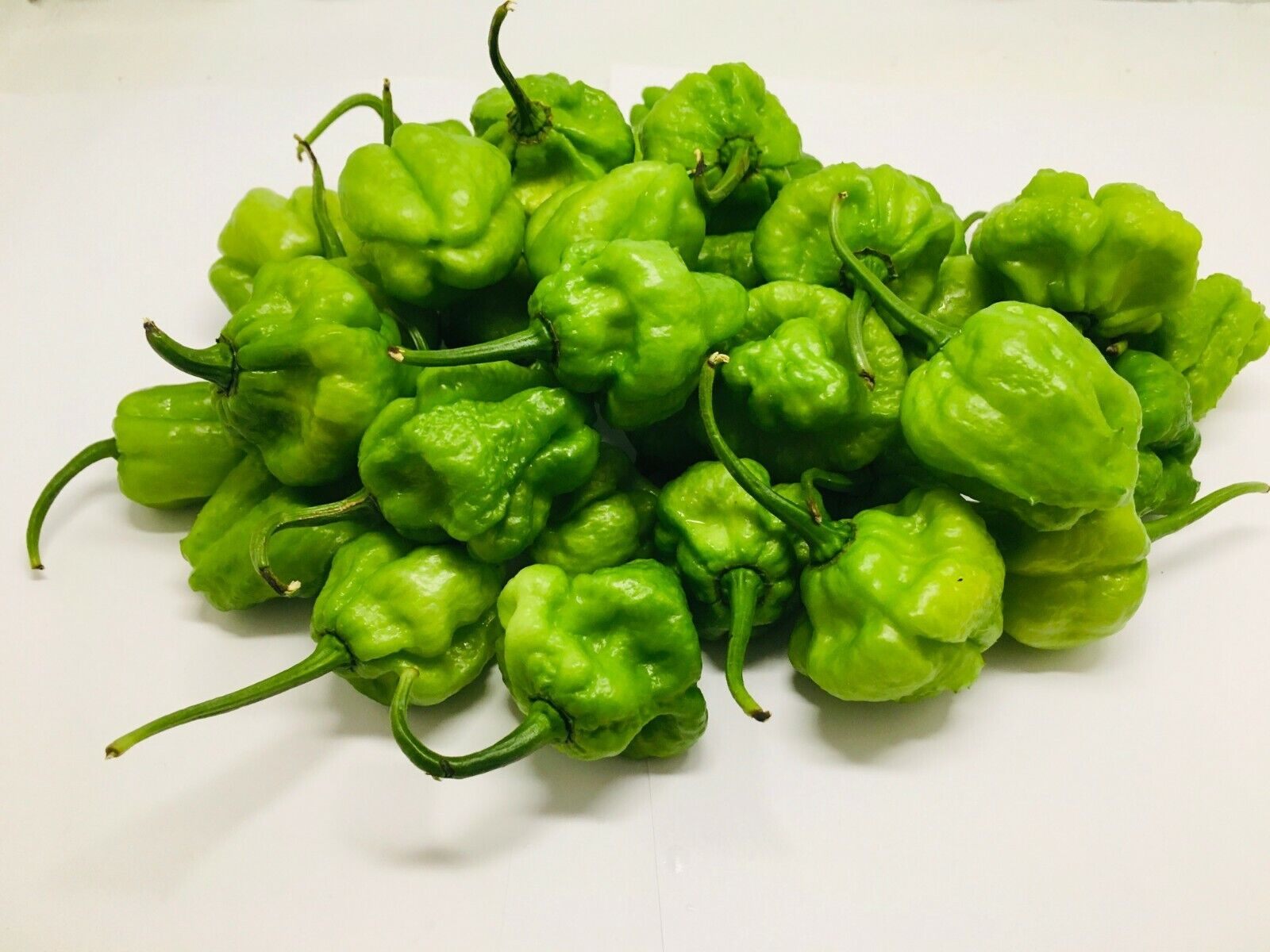 Hot Pepper  _0
