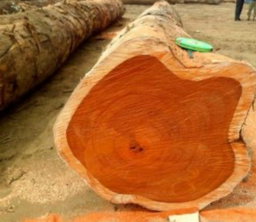 High quality wood best for construction 