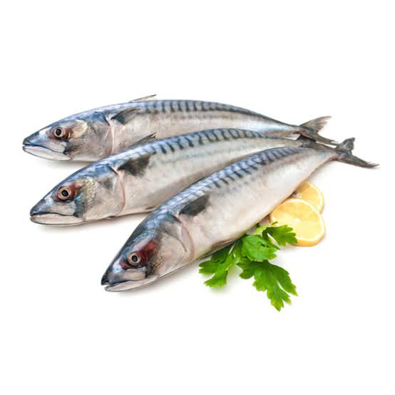 Kingfish _0