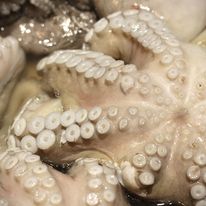 PULPO OCTOPUS MAYA _1
