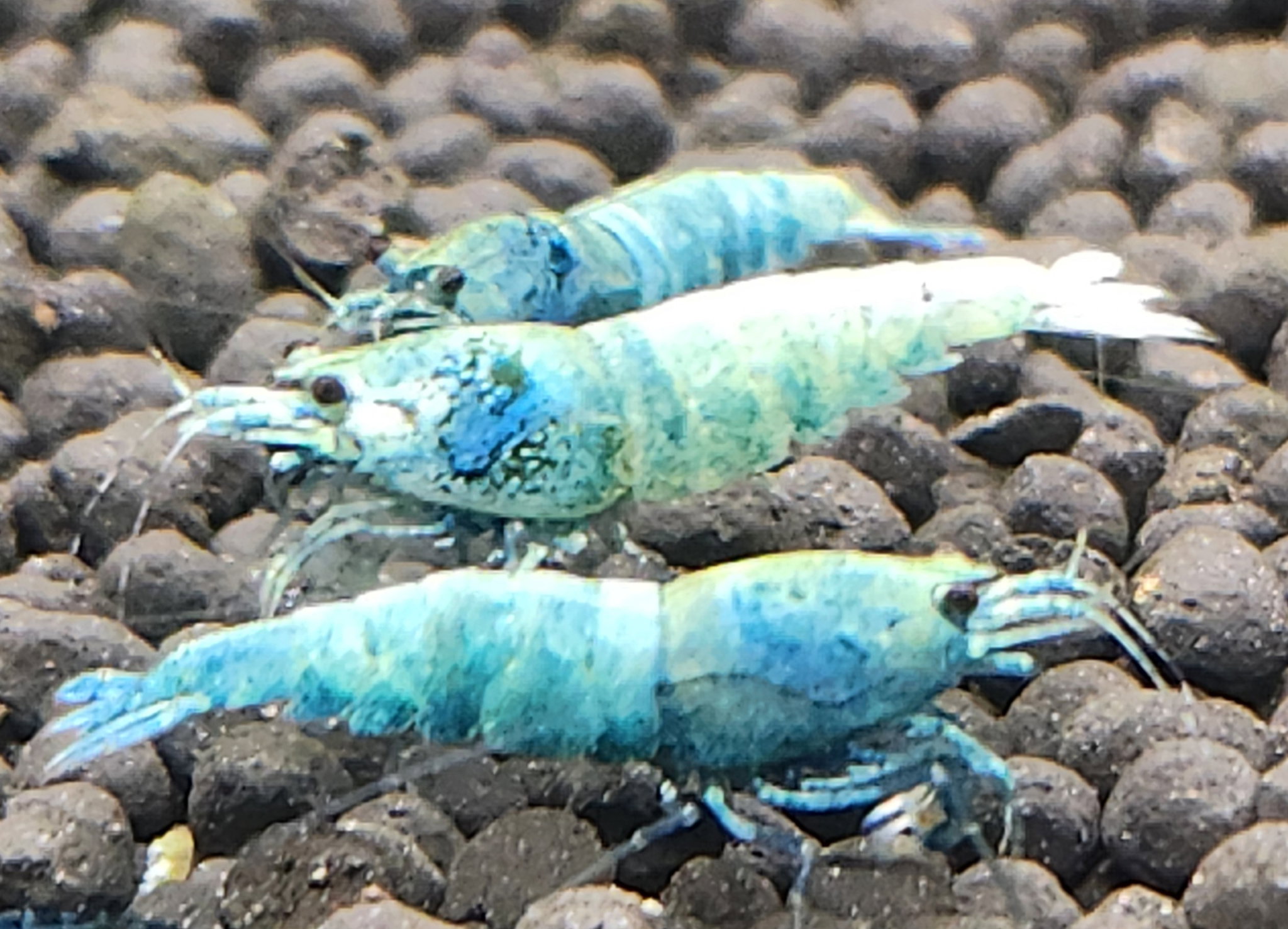 Blue Bolt Shrimp_0