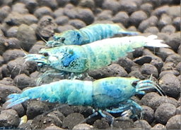 Blue Bolt Shrimp