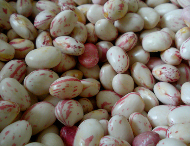 Fresh Beans_0