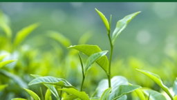 Te verde 500 gramos