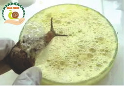 Dérivées escargot 