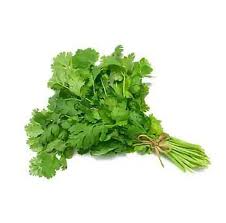 Cilantro_0