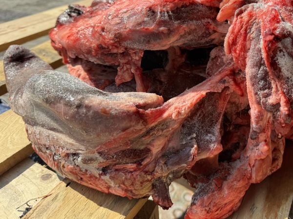 CABEZA DE RES CON LENGUA GUSI _1