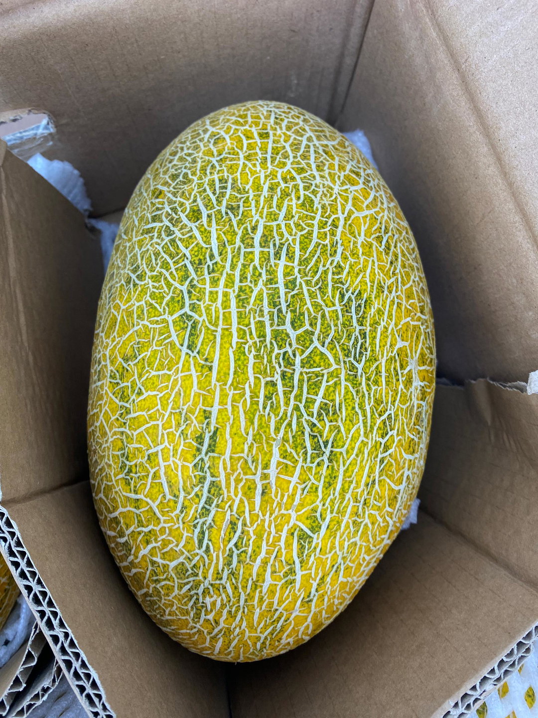 Melon
