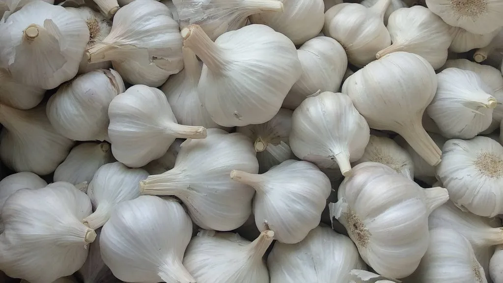 Garlic_0
