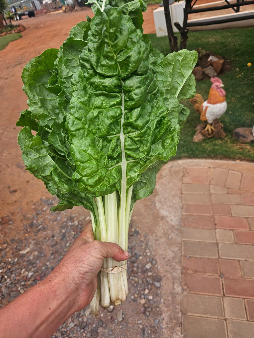 Bunch spinach - organic