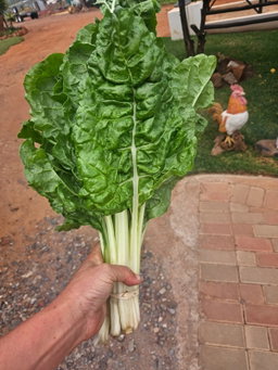Bunch spinach - organic