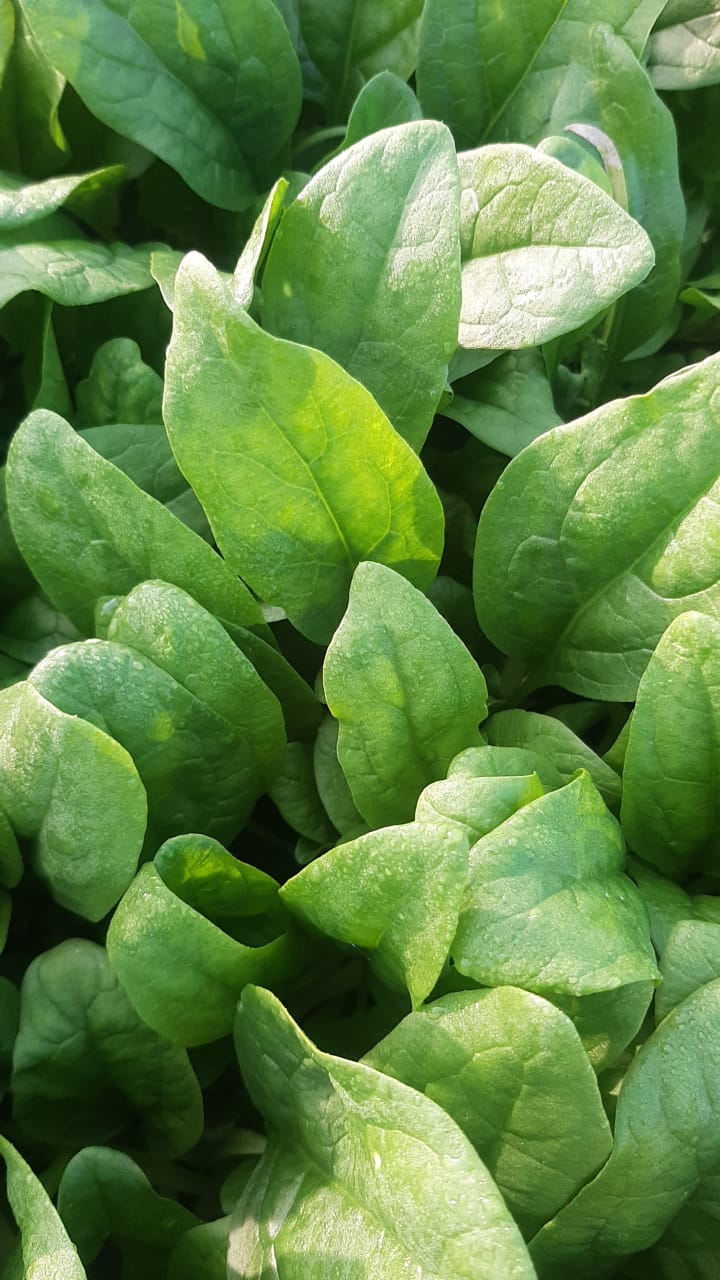 100g Baby spinach - organic_0